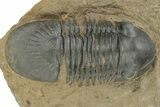 Detailed Paralejurus Trilobite - Atchana, Morocco #210165-2